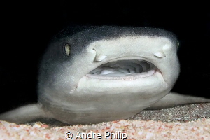 Look inside - small whitetip reefshark resting in a littl... by Andre Philip 